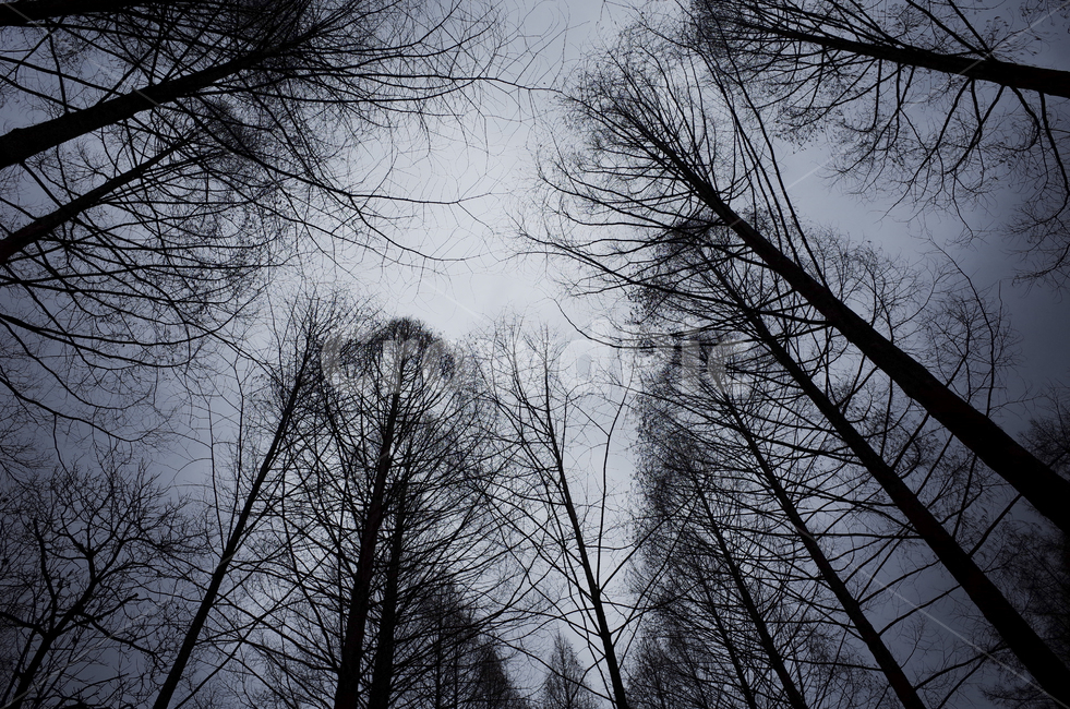 tree,나무,plant,식물,silhouette,실루엣,나뭇가지,branch