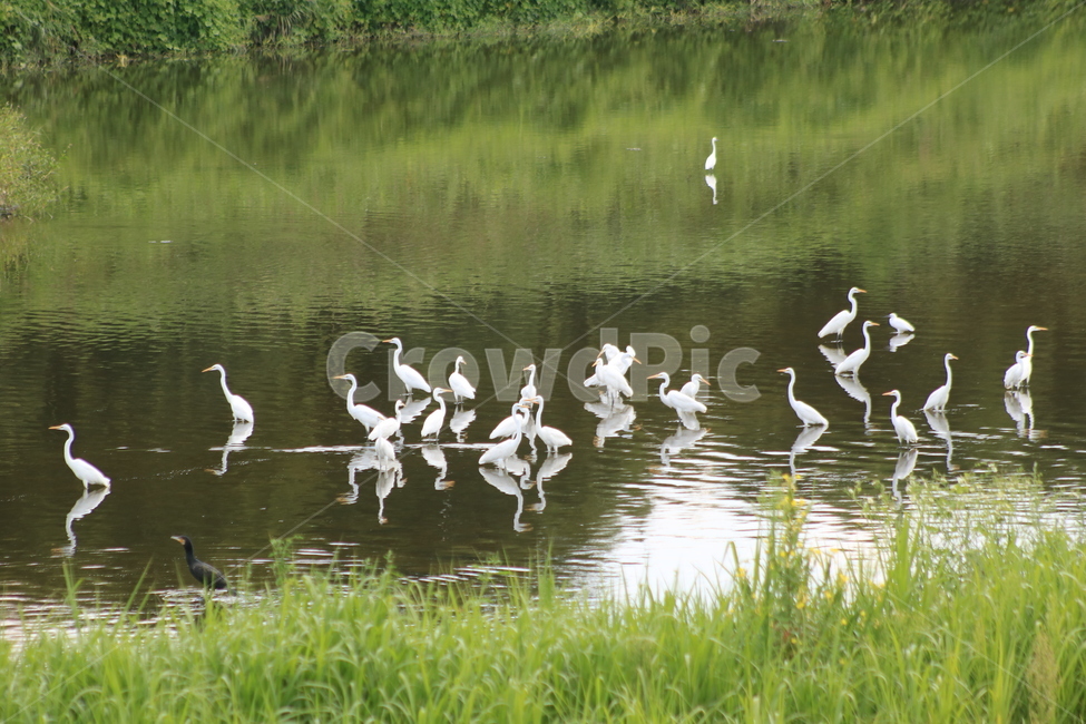 자연,새,조류,소경,백로,animal,동물,bird,동물,animal,조류,새,birds