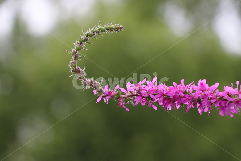 부처꽃,loosestrife,쌍떡잎식물,자연,핑크,식물,여름,식물,자연,plants,nature,꽃,flower