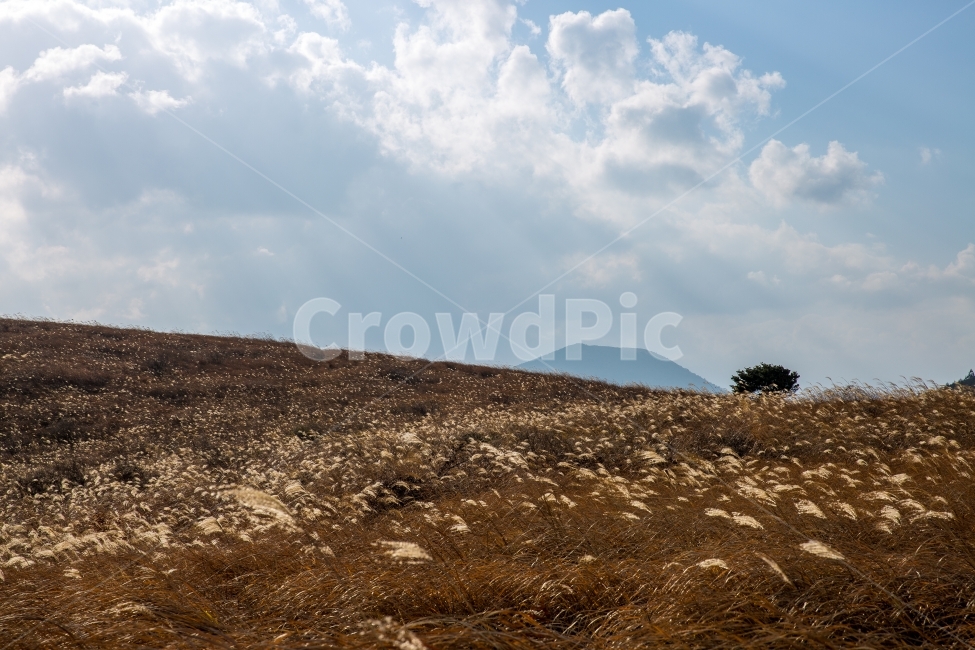 오름,갈대,나무,구름,언덕,갈대밭,나홀로나무,예쁜,풍경,자연,풍경,nature,landscape,한국자연풍경,한국자연경관,korea nature landscape,제주도,jeju,jeju island,outdoors,옥외,ground,바닥,grassland,목초지,field,들