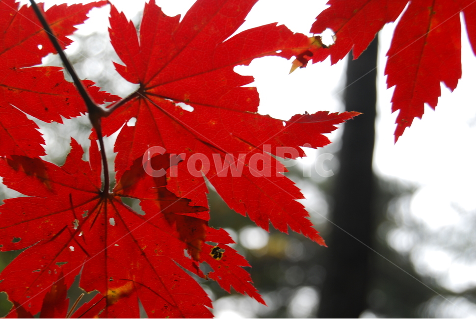 천마산,가을,휴양림,자연,단풍,가을,계절,fall,autumn,season,식물,자연,plants,nature,leaf,잎,plant,tree,나무,maple