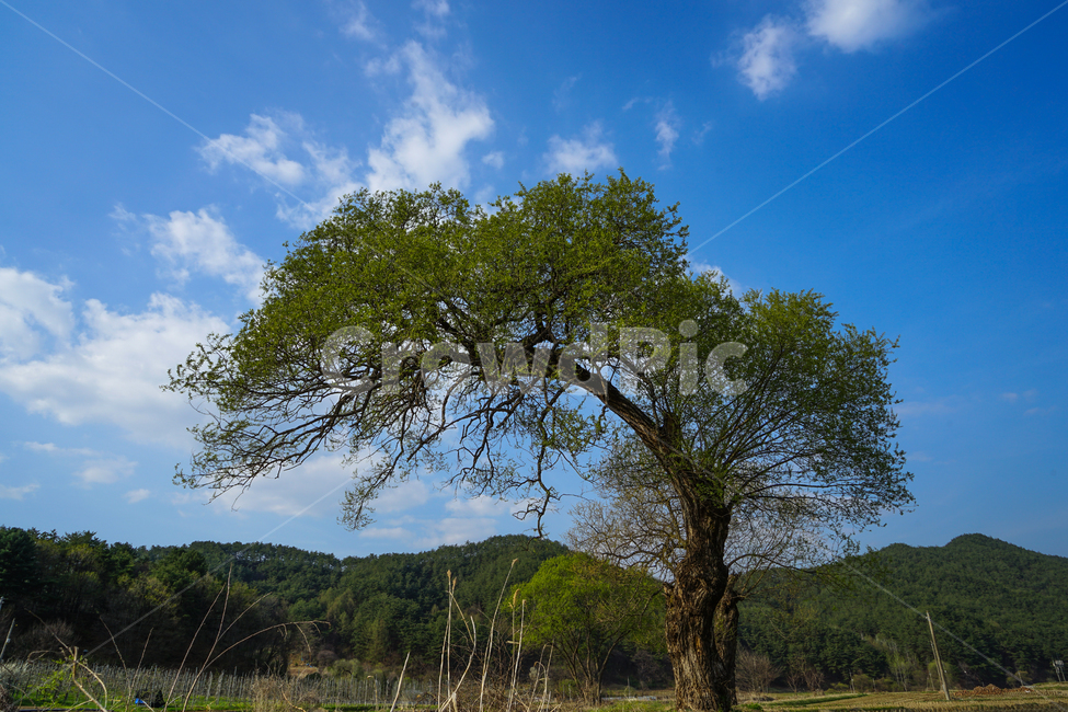 나무,나무나이,노수,멋있는나무,외로움,식물,자연,plants,nature,나무,trees,wood