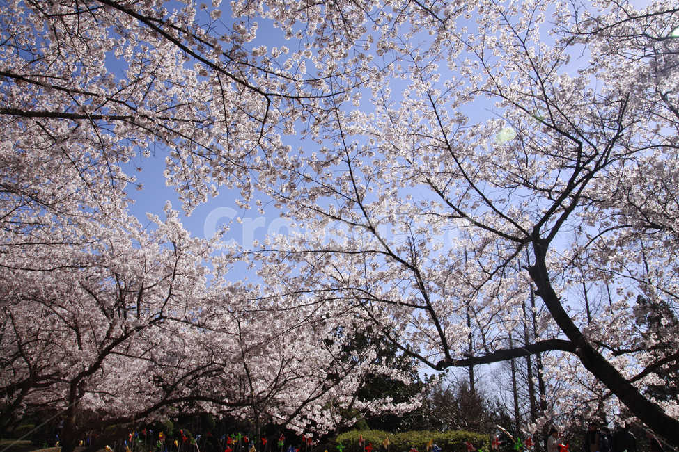 벚꽃,봄,하늘,바탕화면,풍경,배경화면,봄풍경,자연,계절,plants,nature,spring,season,flaower,봄,계절,spring,season,자연,풍경,nature,landscape,식물,plants,꽃,flower,plant,blossom