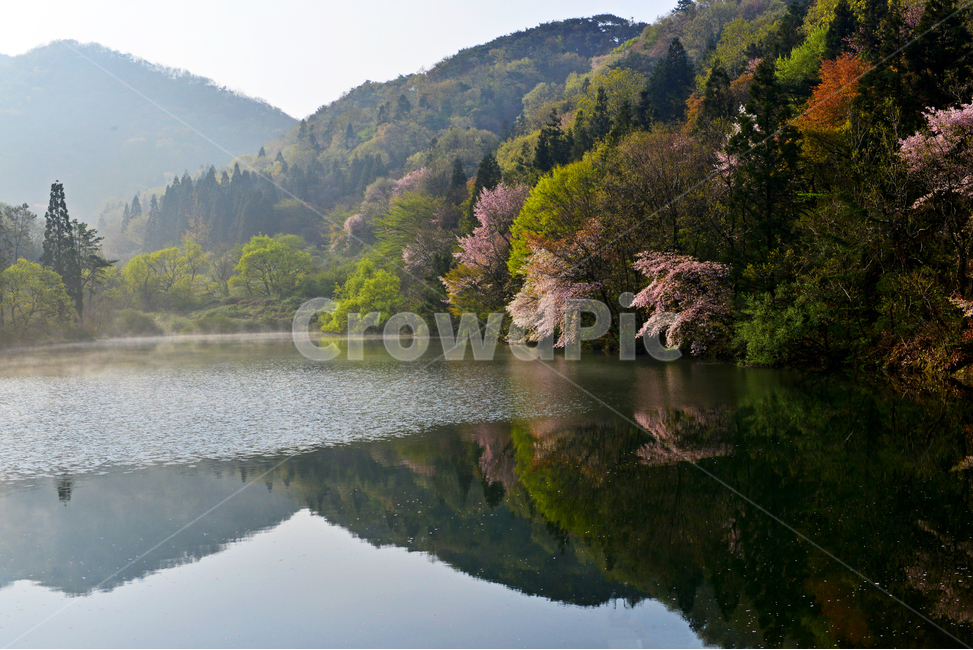 전남,화순,세량지,세량제,저수지,벚꽃,산벚꽃,봄,계절,반영,여명,아침,plant,식물,tree,나무,fir,전나무,nature,자연,outdoors,옥외,water,물,물안개,날씨,한국자연풍경,한국자연경관,korea nature landscape