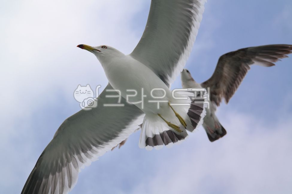 sky,flight,nature,Birds,wild animals,blacktailed gull,seagull,fly,blue,bird,animal,Seagull,wing,flapping wings,wild,Sky blue