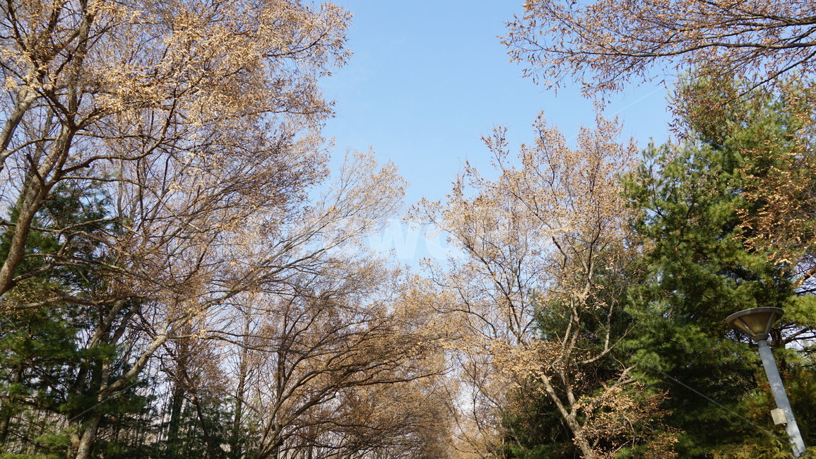 나무,하늘,겨울,서울숲,테마공원,seoulforest,forest,season,park,자연,풍경,nature,landscape,tree,plant,식물