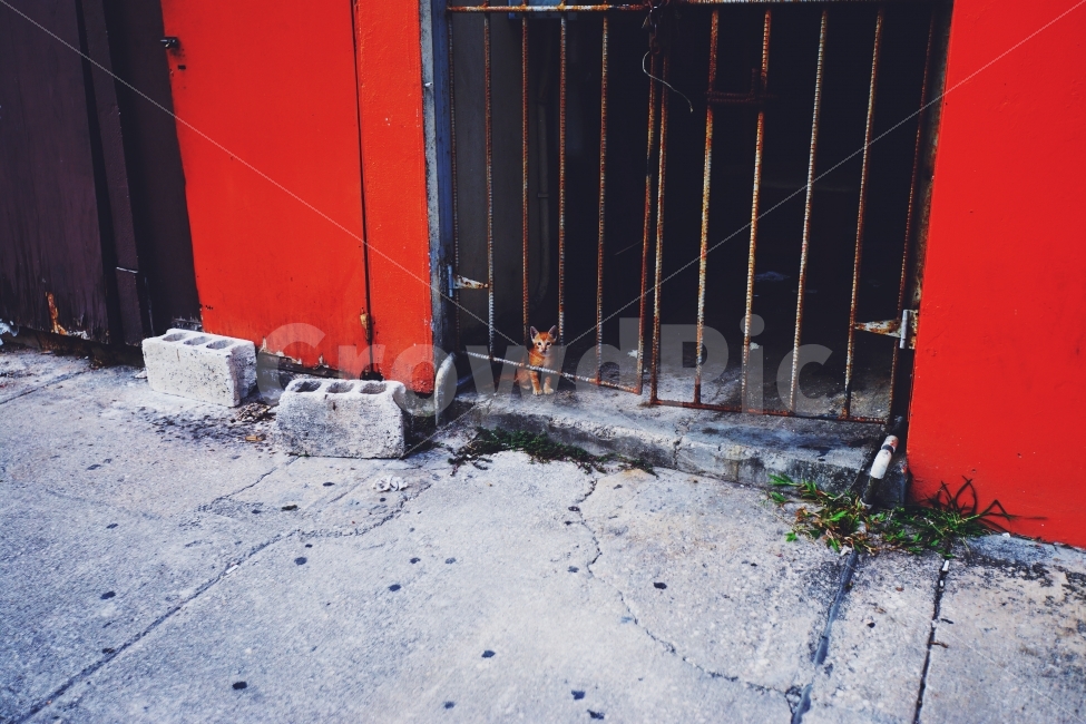 고양이,빨간벽,빨간색,감옥,프리즌,길거리,도시,풍경,city,landscape,동물,animal,포유류,mammal,고양이,cat,kitten,kitty,빈티지사진,빈티지느낌,빈티지감성,vintage
