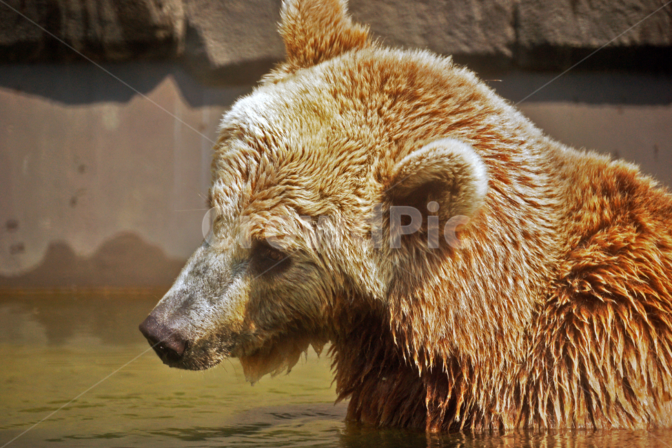 불곰,곰,갈색곰,동물,큰곰,manchurianbrownbear,우수리불곰,만주불곰,동물,animal,포유류,mammal