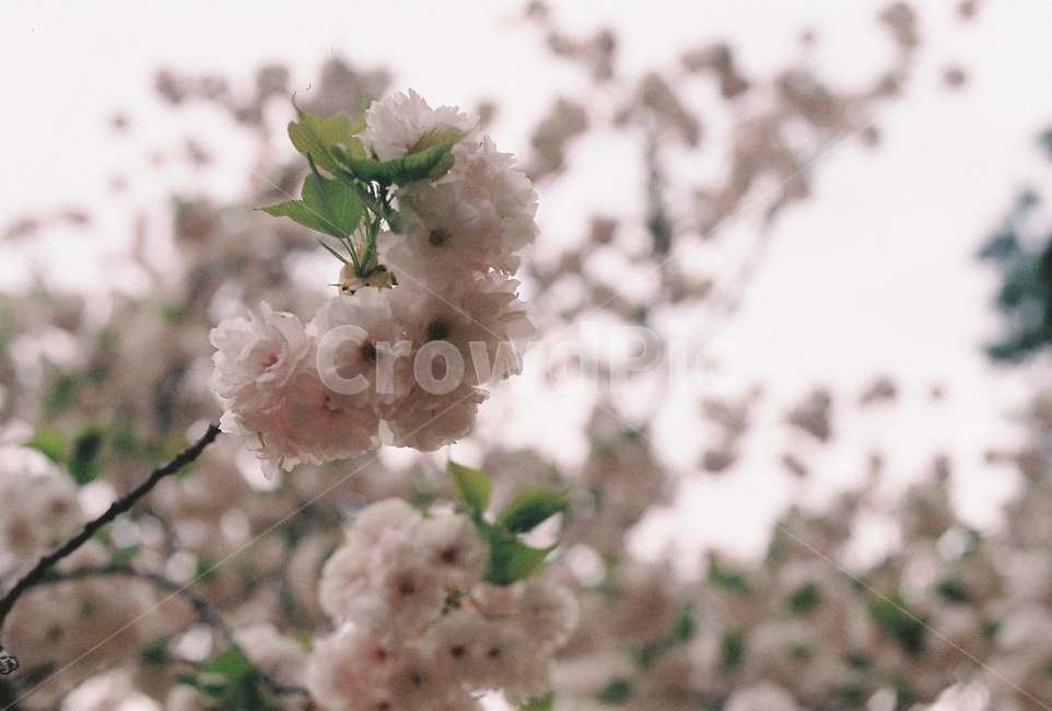 꽃,벚꽃,겹벚꽃,봄,아련,분홍,식물,자연,봄,계절,spring,season,plant,flower,blossom