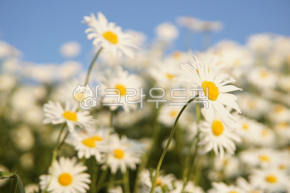 daisy, flower, 데이지, 꽃, 자연, 사진,이미지,일러스트,캘리그라피 - Nhdoil123작가