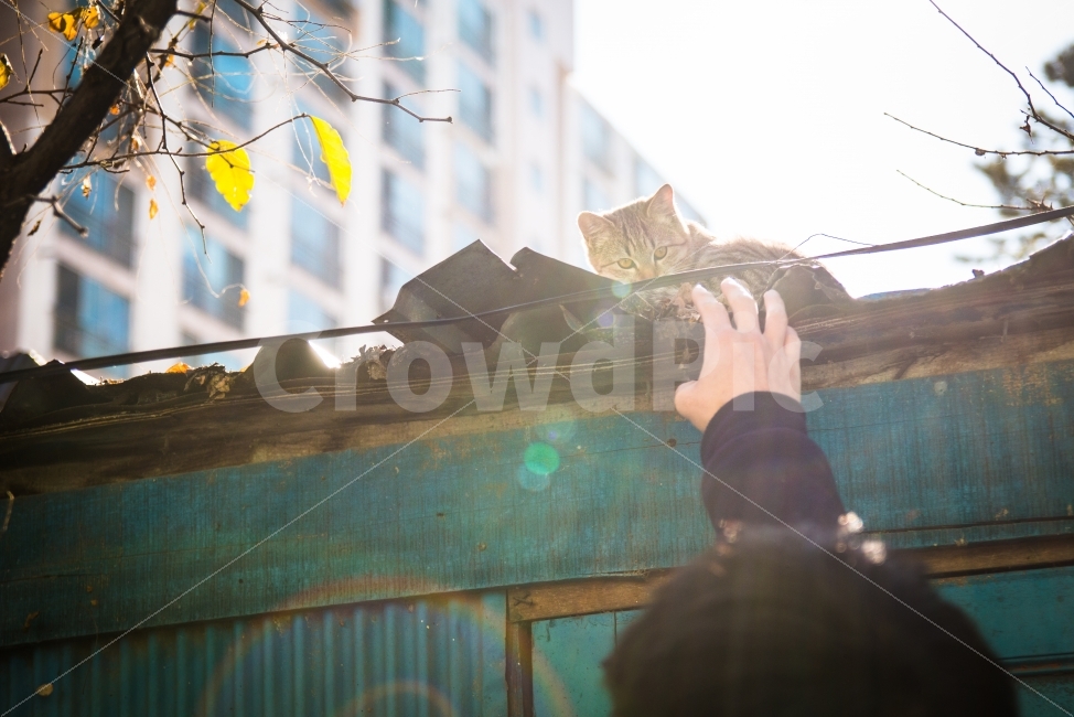 어느겨울날,고양이,햇빛,한가로움,따뜻함,동물,animal,포유류,mammal,고양이,cat,kitten,kitty,사람,인물,인간,human,person,신체일부,몸,body
