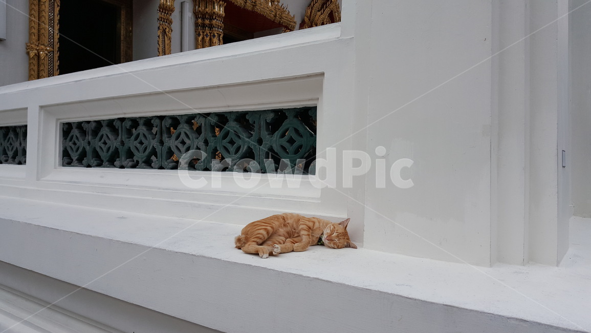 고양이,길고양이,냥이,동물,귀여운고양이,나른한오후,세상만사,낮잠자는냥이,cat,straycat,kitty,kitten,napping,wahtever,동물,animal,포유류,mammal,고양이,cat,kitten,kitty