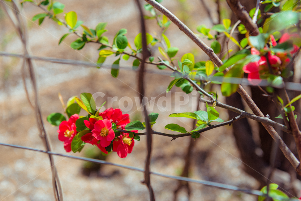 꽃,봄,동백꽃,flower,spring,봄,계절,spring,season,식물,자연,plants,nature,꽃,flower,plant,blossom,geranium,제라늄