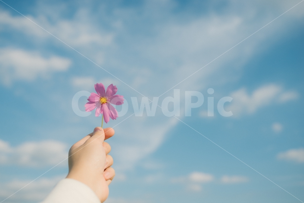 감성,파란하늘,가을,코스모스,풍경,여행,계절,가을하늘,하늘,식물,자연,plants,nature,사람,인물,인간,human,person,감성,sensible,feeling,가을,계절,fall,autumn,season,꽃,flower,plant