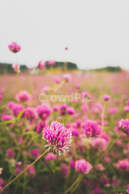 plant,식물,꽃,천일홍,아름다움,분위기,식물,자연,plants,nature,꽃,flower