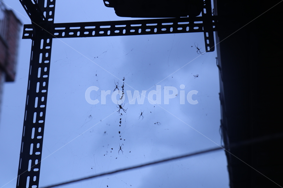 흐린,하늘,구름,거미,거미줄,cloud,sky,spider