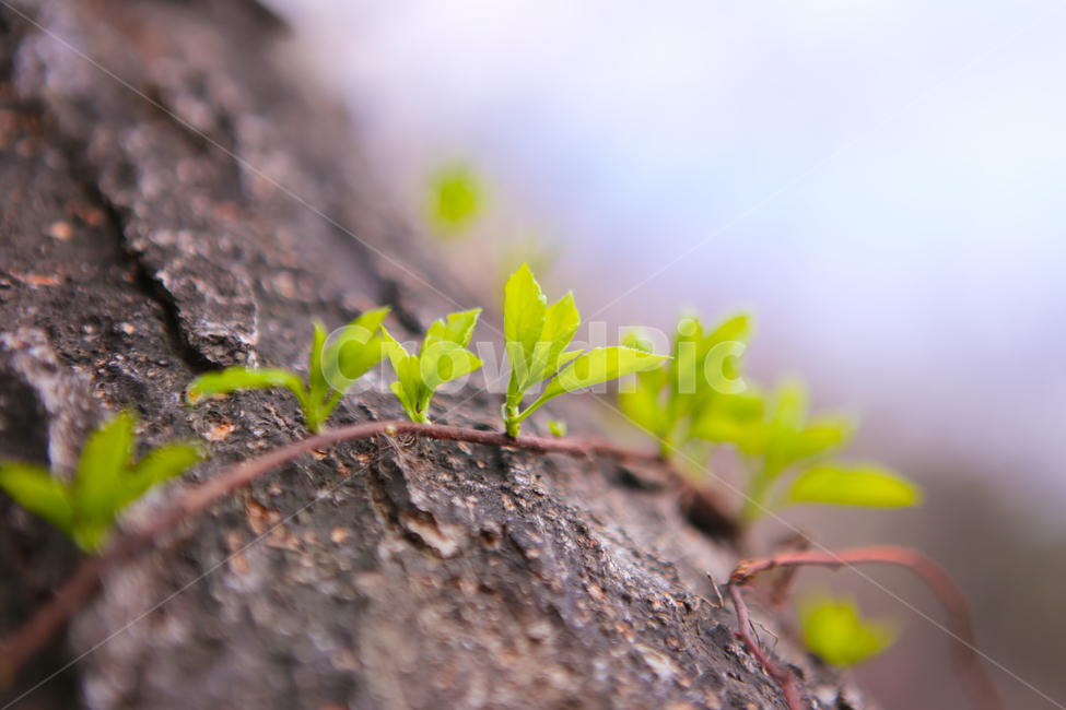봄,새싹,자연,나무,산,봄,계절,spring,season,식물,자연,plants,nature,plant,tree