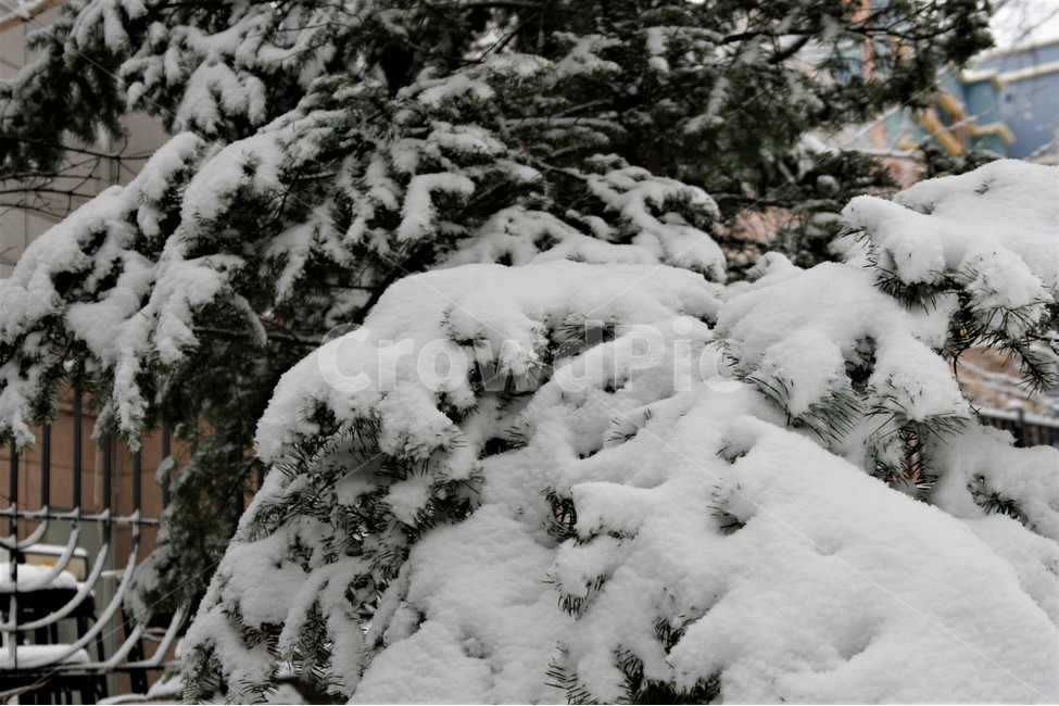 폭설,겨울,소나무,풍경,나무,눈,계절,겨울,계절,winter,season
