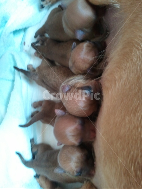강아지,개,동물,animal,dog,doggy,mammal,포유류,새끼강아지,치와와,감성사진,감성,반려견,애완견,컨셉,연출,새끼,애견,귀여움,식구,가족,모유,젖,식사시간,대가족,모유수유