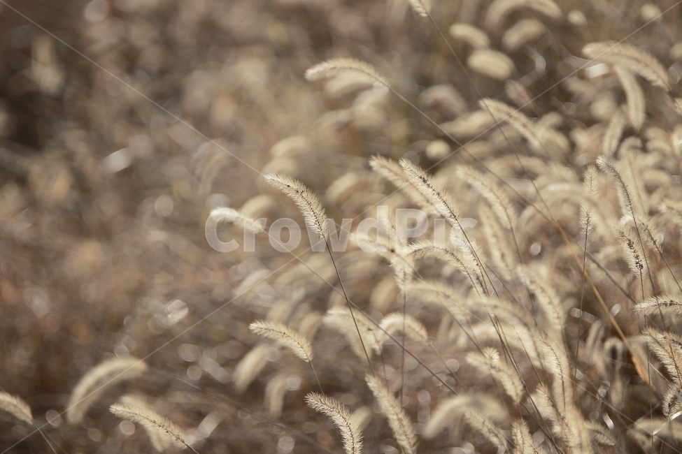 갈대,버들,가을,바람,감성,가을,계절,fall,autumn,season,plant,식물,grass,잔디,food,음식