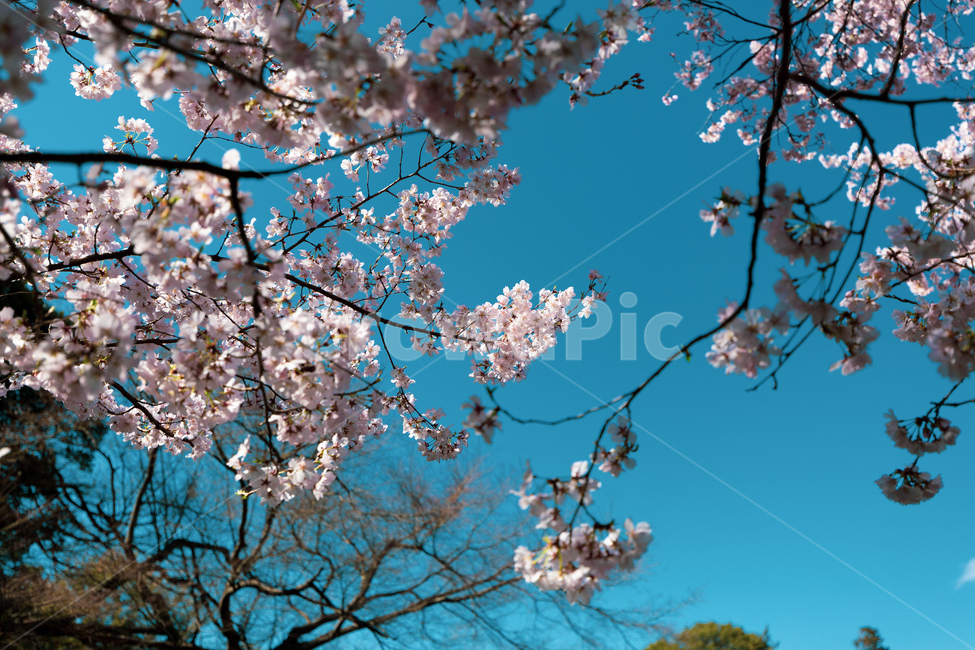 봄,꽃,벚꽃,꽃놀이,공원,봄,계절,spring,season,식물,자연,plants,nature,꽃,flower,plant,blossom,cherry blossom