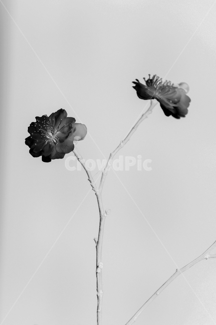 매화,봄,꽃,식물,봄꽃,식물,자연,plants,nature,흑백,모노톤,monochrome,black and white