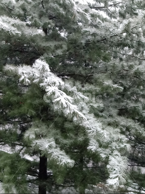 눈,설경,나무,나무가지,snow,하얀눈,자연,옥외,nature,winter,겨울,겨울,계절,winter,season
