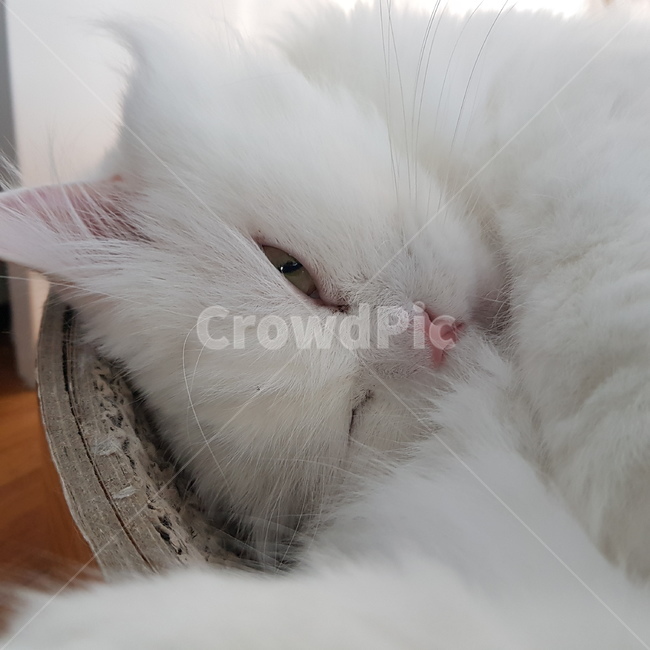 cat,고양이,pet,애완동물,animal,동물,포유류,mammal