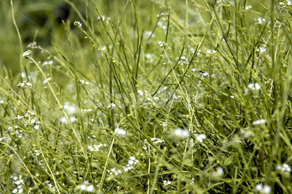 식물,plant,잔디,grass,야생화,작은꽃,꽃,초록색,야외,옥외,outdoors