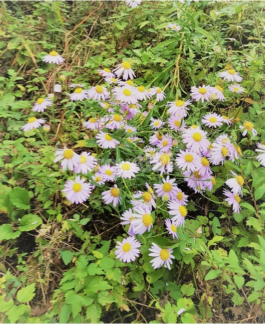계란꽃,들꽃,자연,풍경,산책,flower,roadflower,nature,scenery,walking,view,식물,자연,plants,nature,꽃,flower