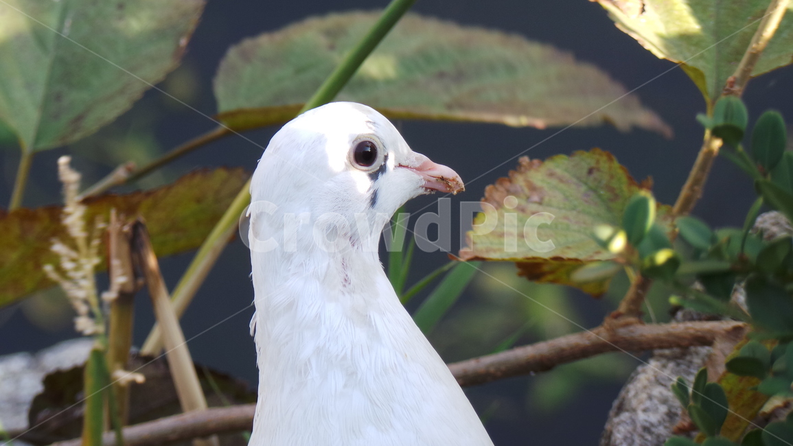 비둘기,흰비둘기,새,조류,눈망울,초롱초롱,눈동자,동물,animal,조류,새,birds