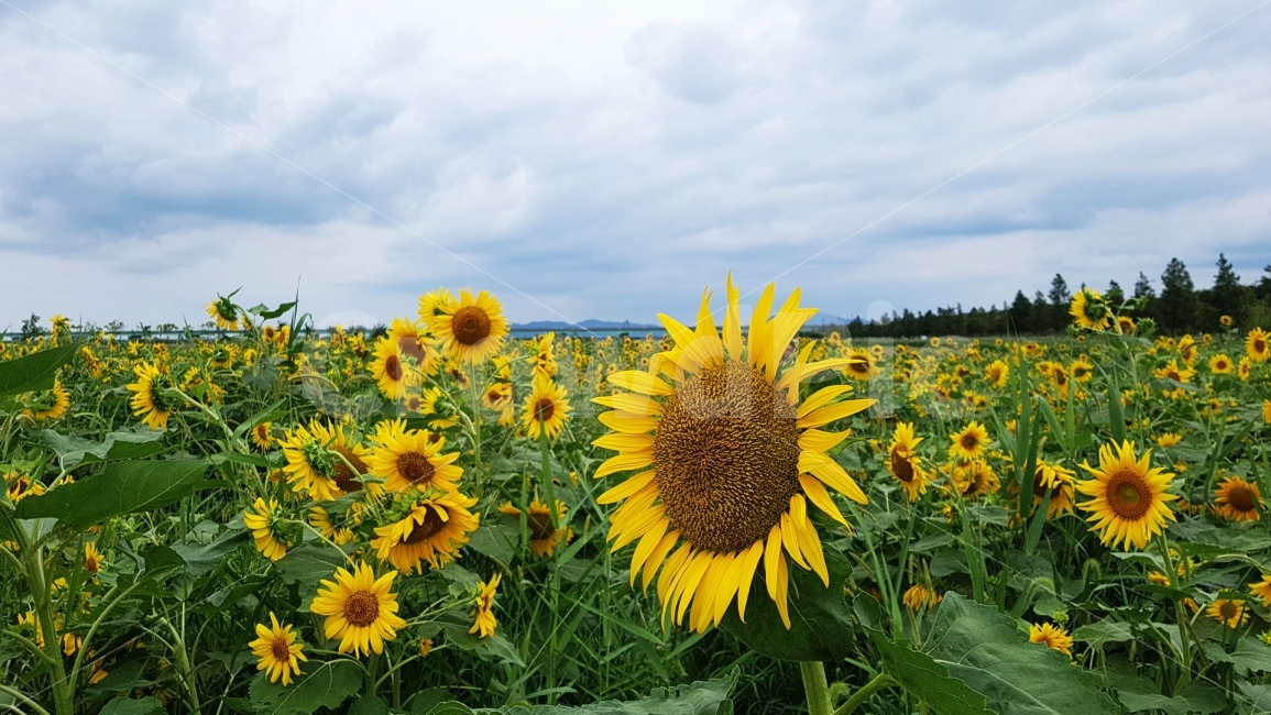 해바라기,꽃,부산,대저생태공원,식물,자연,하늘,구름,sky,cloud,sunflower,flower,plant,nature,자연,풍경,nature,landscape,식물,plants,꽃,flower,blossom
