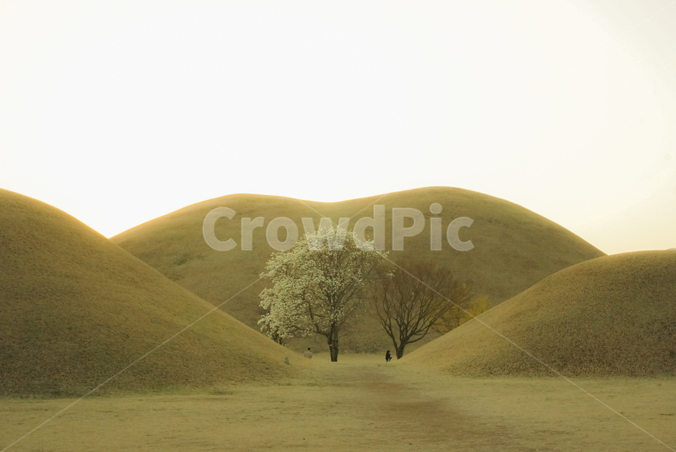 대릉원,목련나무,경주,봄꽃,자연,랜드마크,landmark,tourist attraction,한국랜드마크,한국관광지,한국명소,korea landmark,korea tourist attraction