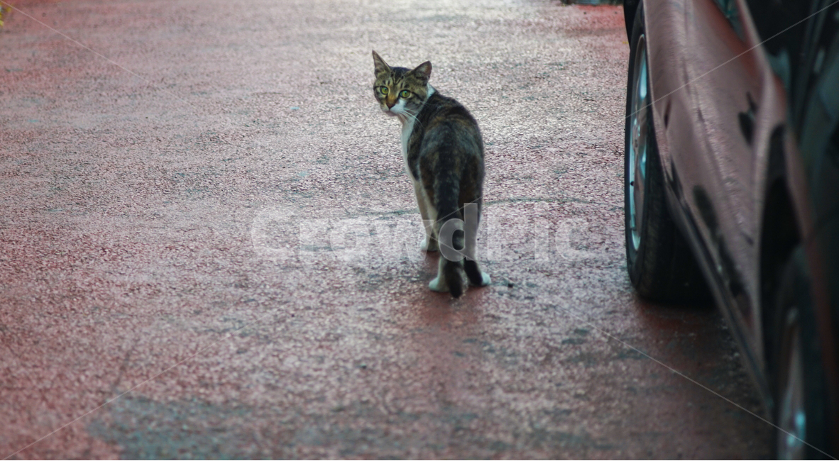 고양이,야생,응시,냥이,동물,동물,animal,포유류,mammal,고양이,cat,kitten,kitty