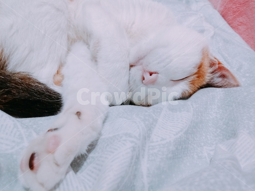 고양이,코숏,코리안숏헤어,삼색이,자는모습,잠,자는고양이,cat,포근함,꿈,낮,밤