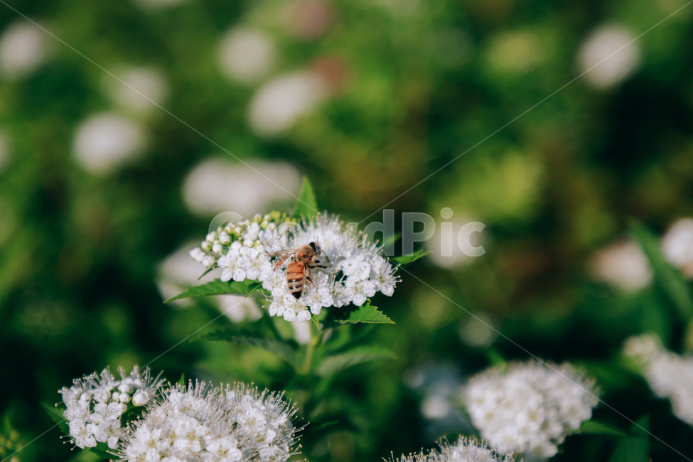 자연,식물,꽃,흰색,벌,초록,flower,식물,자연,plants,nature,꽃,flower,동물,animal,곤충,벌레,insect,bug