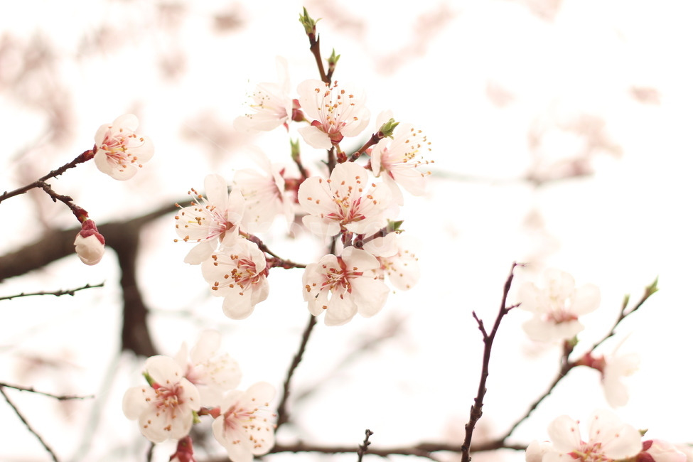 꽃,벚꽃,꽃사진,접사,하늘,봄,계절,spring,season,식물,자연,plants,nature,꽃,flower,감성,sensible,feeling,plant