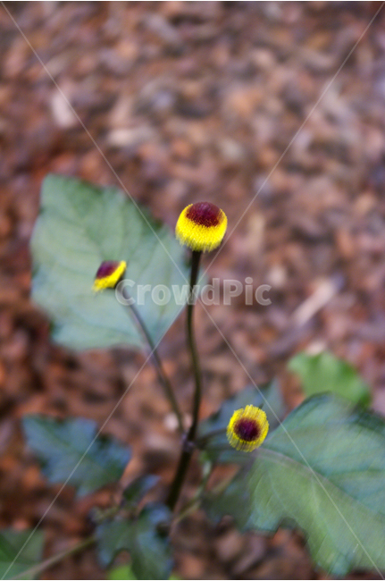 까꿍,식물,flower,plants,꽃,꽃봉오리,color,축제,festival,식물,자연,plants,nature,꽃,flower