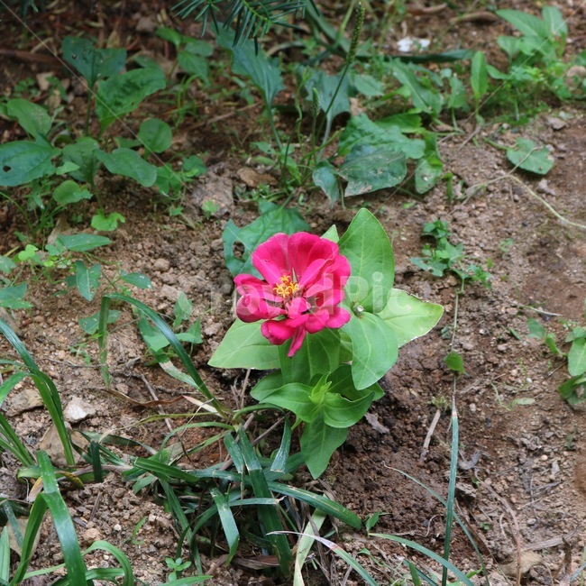 꽃,식물,분홍,초록,자연,flower,plants,pink,green,nature,hana,shokubutsu,pinku,midori,식물,자연,plants,nature,꽃,flower