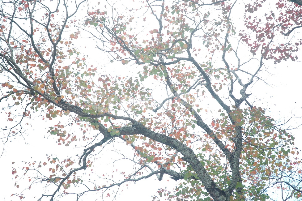자연,단풍,가을,나무,힐링,가을,계절,fall,autumn,season,식물,자연,plants,nature,나무,trees,wood,휴식,힐링,rest,relaxation,healing,plant