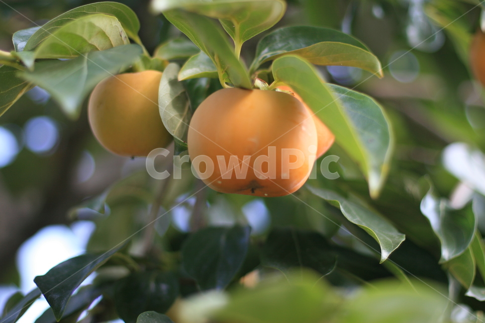 plant,식물,fruit,과일,food,음식,감,persimmon,produce,과일,열매,fruit