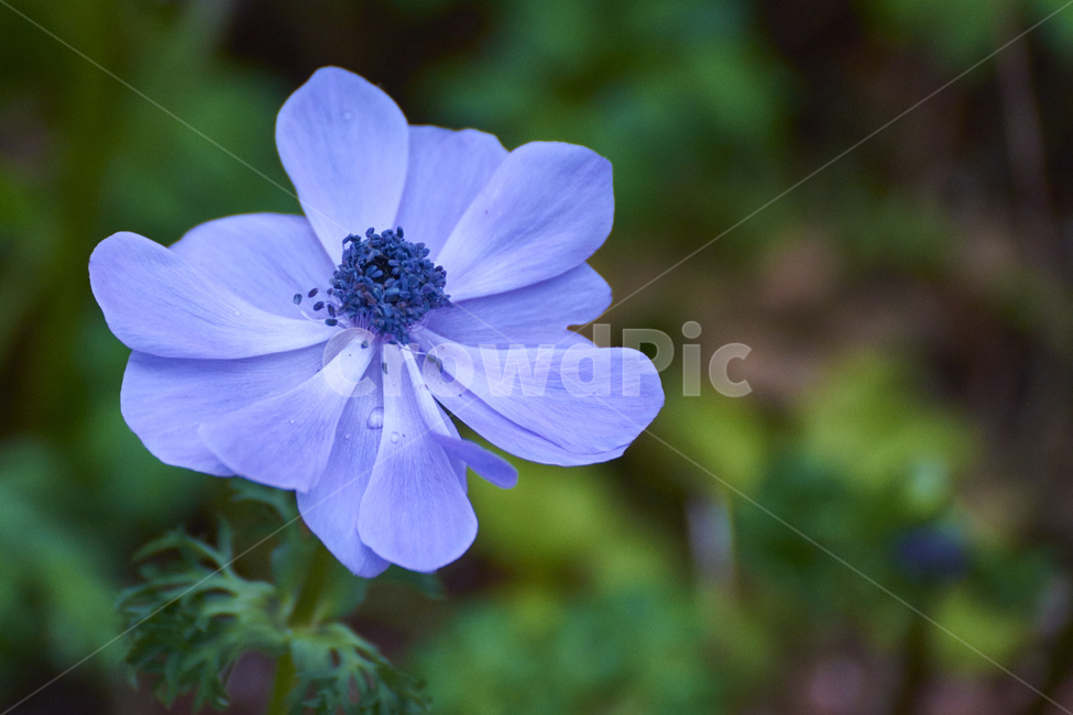 꽃,들꽃,접사,보라,푸른,생기,깔끔,식물,자연,plants,nature,꽃,flower