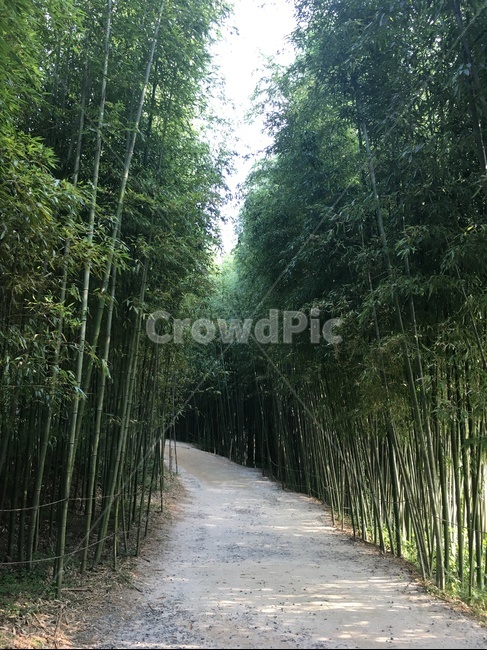 bamboo road,bamboo forest,forest,green,nature,tree,bamboo,Damyang,plant,Juknokwon