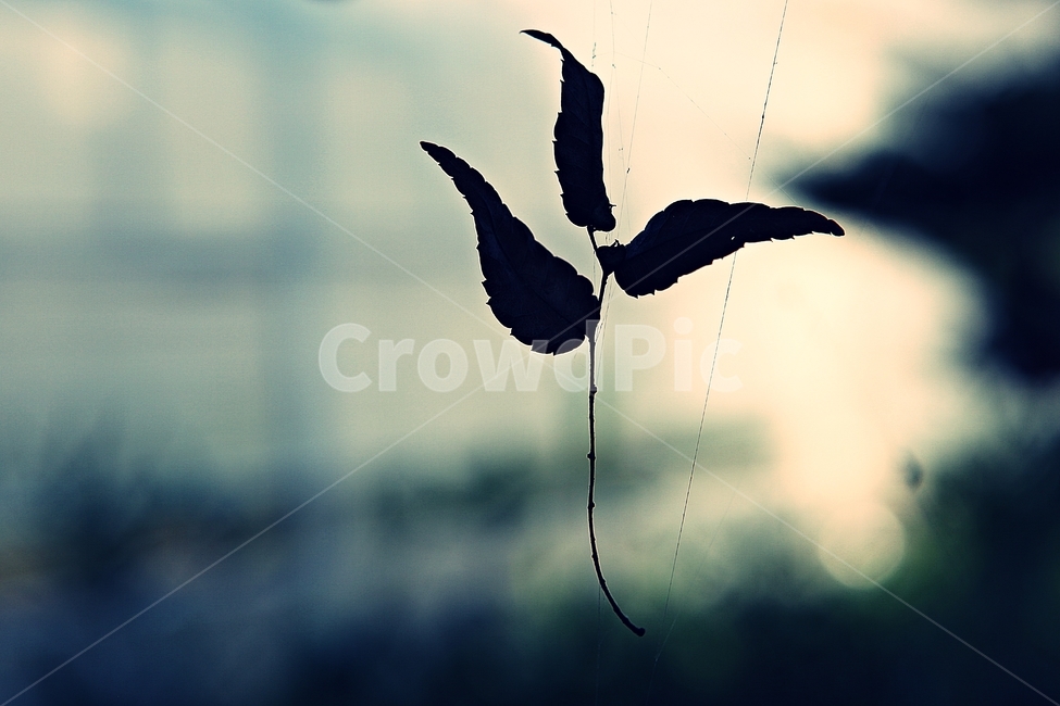 낙엽,잎,나무잎,거미줄,자연,식물,공원,식물,자연,plants,nature