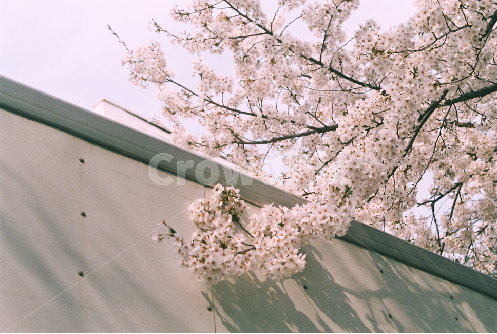 벚꽃,cherryblossom,봄,spring,봄꽃,꽃,식물,flower,분홍,pink,봄,계절,spring,season,식물,자연,plants,nature,꽃,flower,감성,sensible,feeling,plant,blossom,cherry blossom