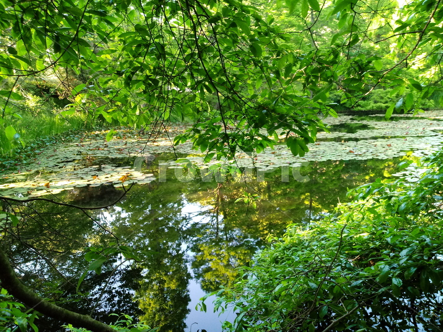 수련,수생식물,waterlily,식물,관상용,연못