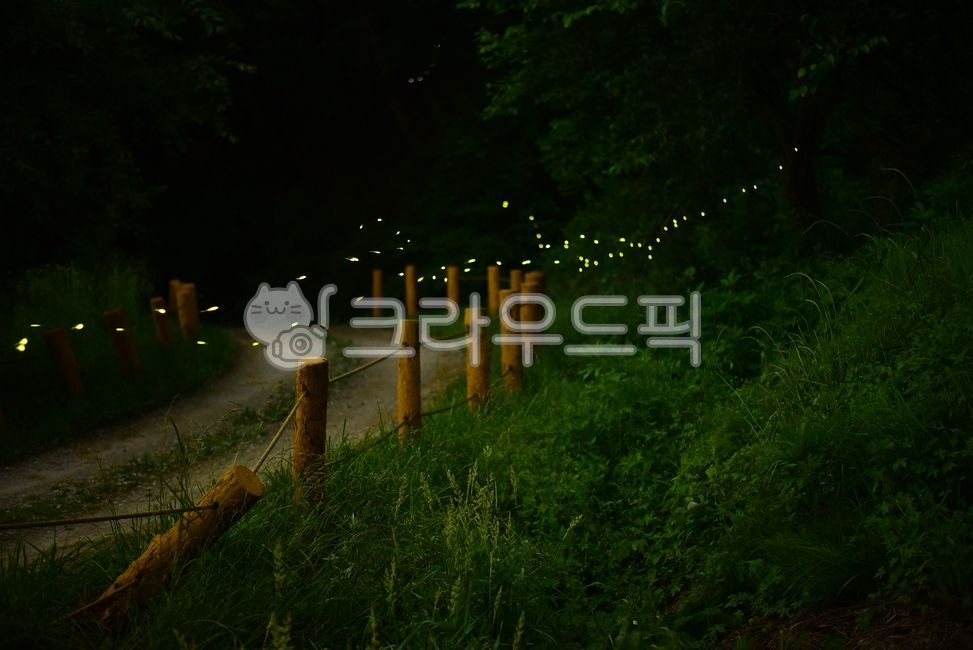 firefly,mysterious,fairy