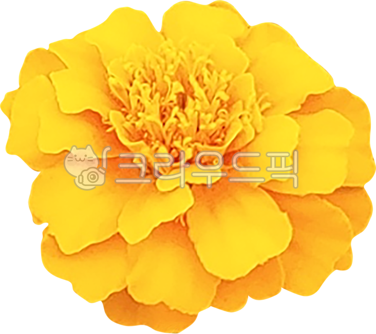 floralleaf,multiple layers,in full bloom,flower leaves,leaves,white,bloom,chrysanthemum,stamens,margaret,pretty flower,flower in full bloom,pistil,nukki,png,white chrysanthemum,plant,flower pistil,white flower,pollen,yellow,yellow flower,gujeolcho,petals,