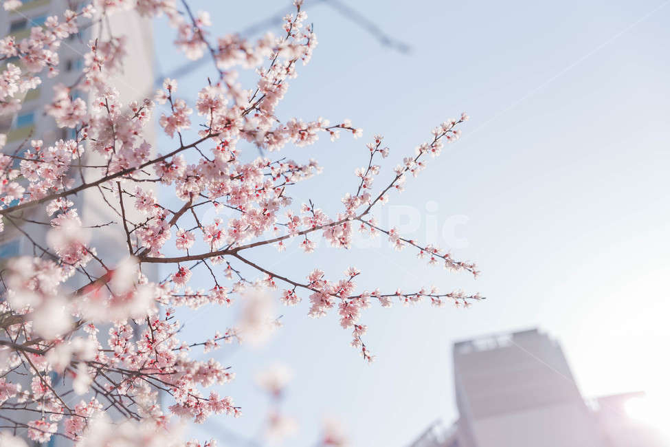 cherryblossoms,벚꽃,봄꽃,blossom,flower,식물,꽃,plant,봄,계절,spring,season,식물,자연,plants,nature,꽃,flower