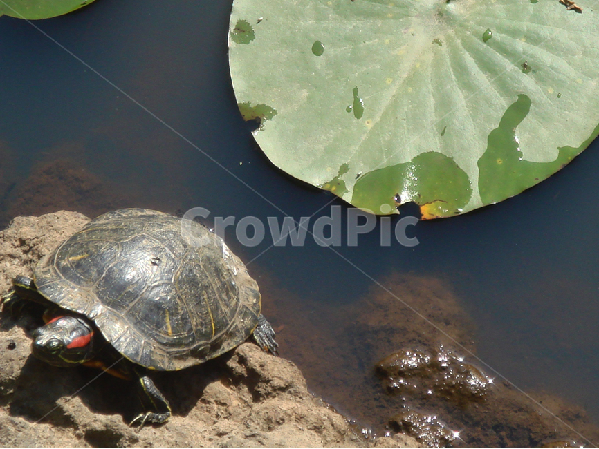 거북이,연잎,연못,생물,turtle,터틀,animal,동물,reptile,해양생물,sealife,동물,animal,파충류,양서류,reptile,amphibian